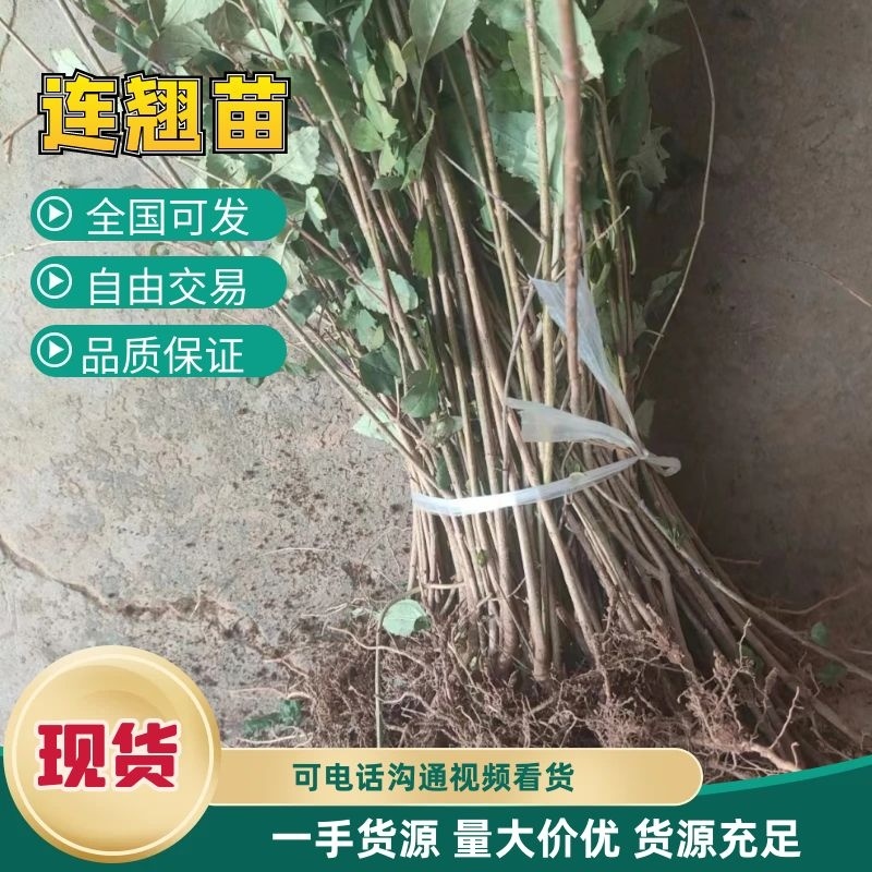【连翘苗】三门峡精品连翘苗成活率高品质保证一手货源欢迎采购