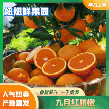 【保质保量】正宗九月红脐橙新鲜采摘大吨位供应商超批发