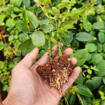 食用玫瑰，滇红，花香浓郁四季开花