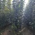 山东临沂秋月梨树苗，当年结果包活盆栽地栽南北方种植