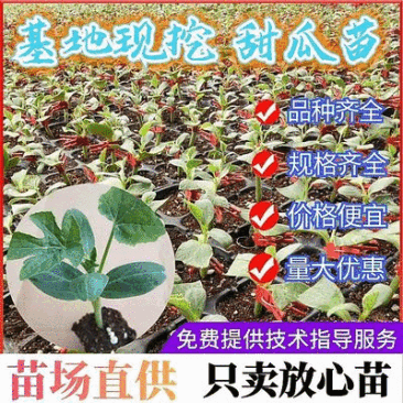 《基地现挖》绿宝甜瓜苗安徽宿州育苗基地直供放心苗