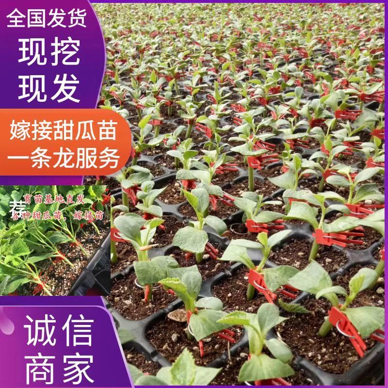《博洋甜瓜苗》博洋9号博洋61安徽甜瓜苗基地现挖现发