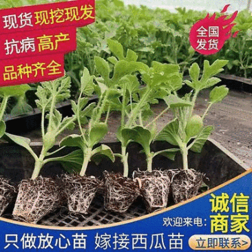 牛商《美都西瓜苗》嫁接西瓜苗放心苗基地现挖现发全国发货