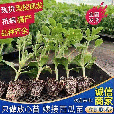 牛商《美都西瓜苗》嫁接西瓜苗放心苗基地现挖现发全国发货