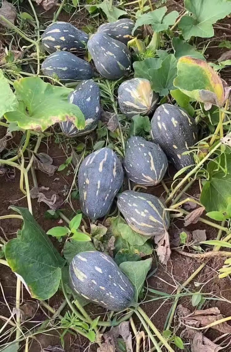 利农香芋南瓜种子早中熟香芋味南瓜种籽瓜肉金黄品质佳口感好