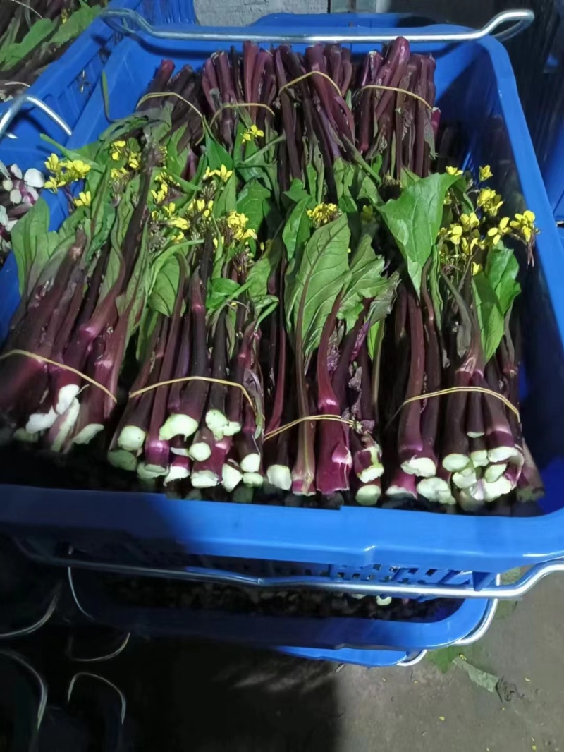 贵州红菜苔一手货源，品质保证，对接全国客商欢迎来电洽谈