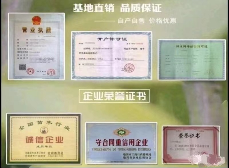 樱桃苗樱桃树苗车厘子树苗美早树苗黑珍珠樱桃苗
