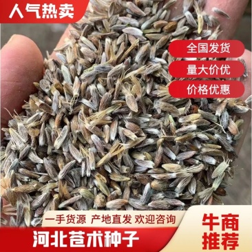河北【苍术种子】北苍术种子带朱砂点包出芽