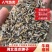 河北【苍术种子】北苍术种子带朱砂点包出芽