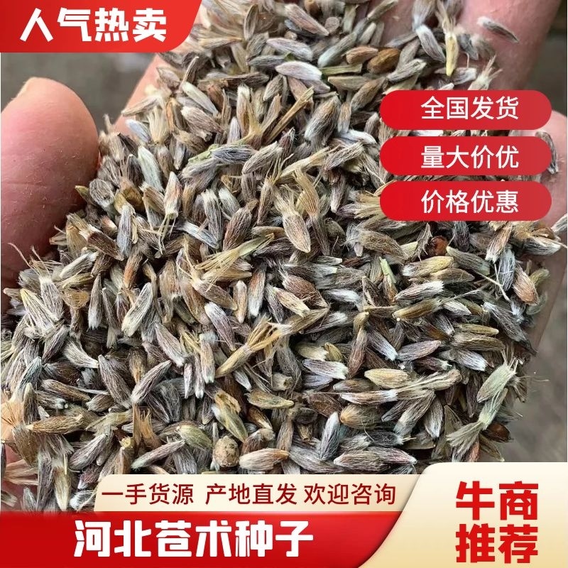 河北【苍术种子】北苍术种子带朱砂点包出芽