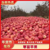 绥中县寒富苹果大量上市中，品质保证，欢迎采购