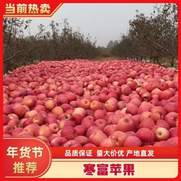 寒富苹果大量上市中，品质保证，按需分捡，欢迎采购