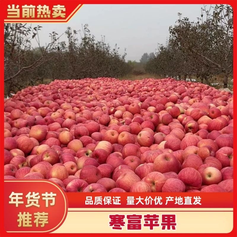 寒富苹果大量上市中，品质保证，按需分捡，欢迎采购