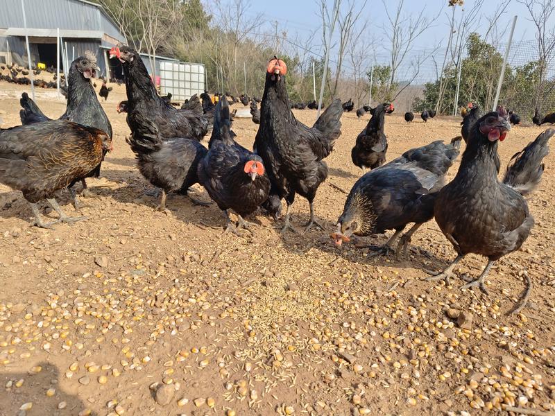 五黑鸡走地养殖大量现货活鸡冷鲜发货都可量大从优