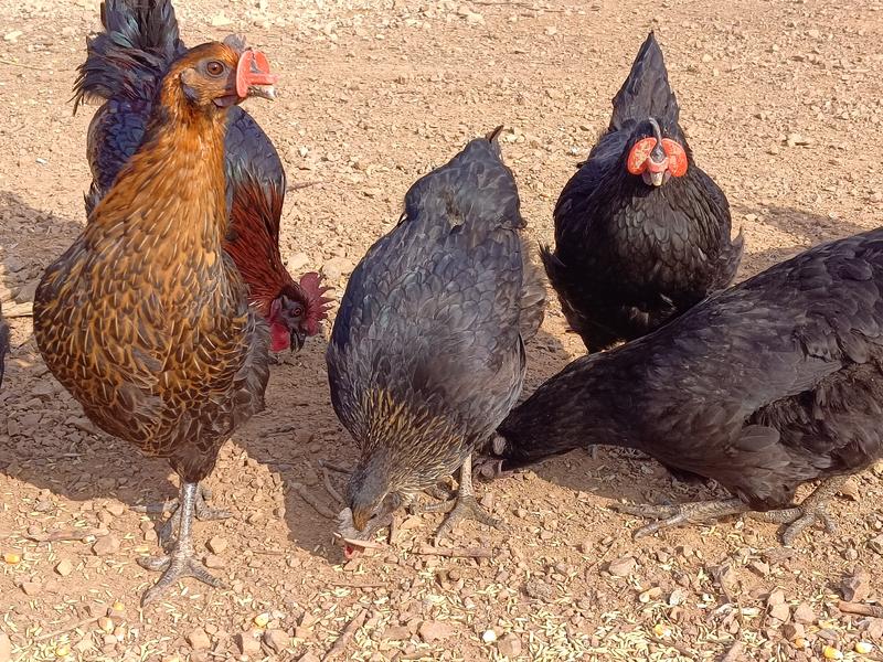 五黑鸡走地养殖大量现货活鸡冷鲜发货都可量大从优