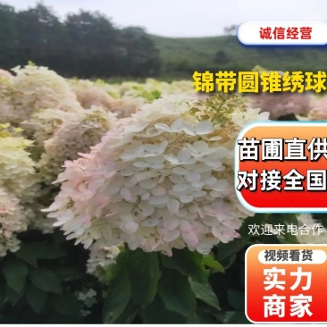 【草莓绣球】苗圃直供，成活率高，价格优惠，全国代发可电联