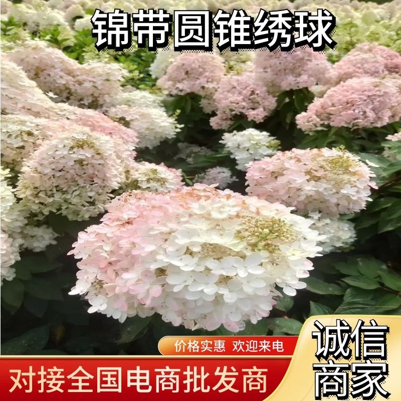 【草莓绣球】苗圃直供，成活率高，价格优惠，全国代发可电联