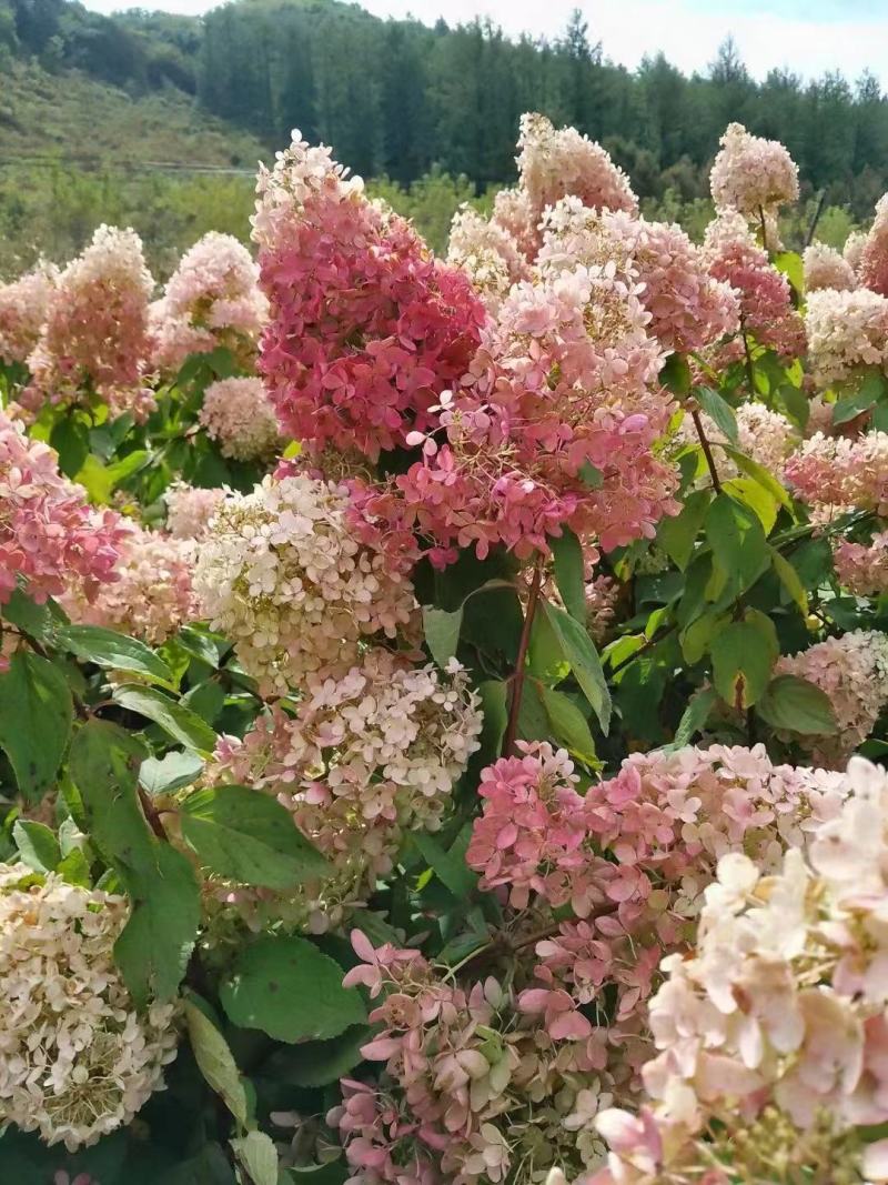 【草莓绣球】苗圃直供，成活率高，价格优惠，全国代发可电联
