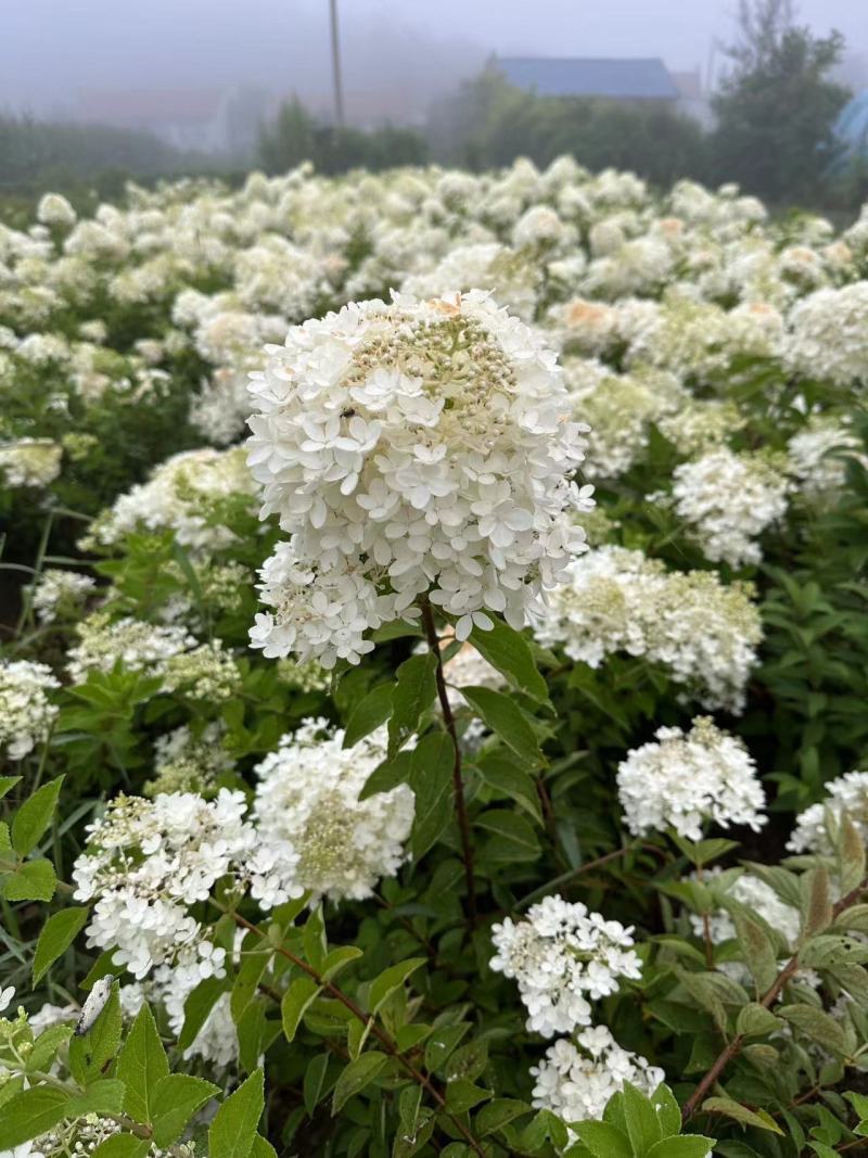 【草莓绣球】苗圃直供，成活率高，价格优惠，全国代发可电联