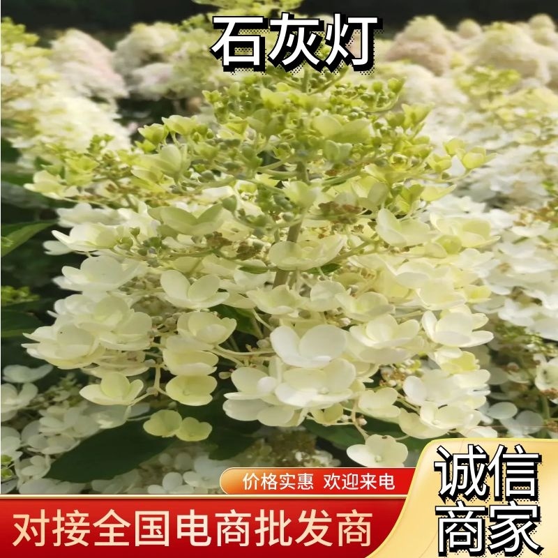 【绣球石灰灯】根系发达，苗圃直发，价格优惠欢迎电联