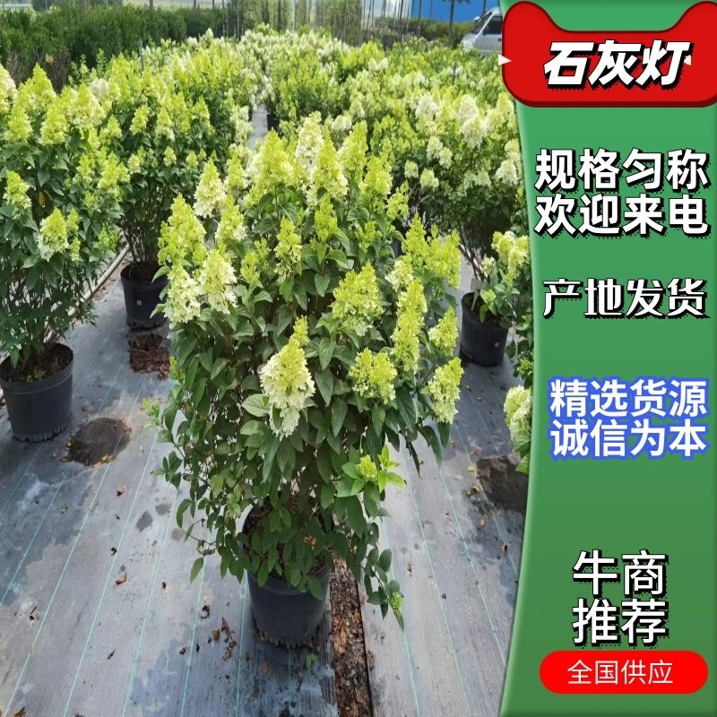【绣球石灰灯】根系发达，苗圃直发，价格优惠欢迎电联