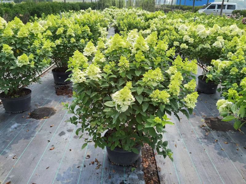 【绣球石灰灯】根系发达，苗圃直发，价格优惠欢迎电联