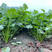 中叶铁杆青香菜种子绿色财富实心直立性强芫荽种子抗热抗重茬