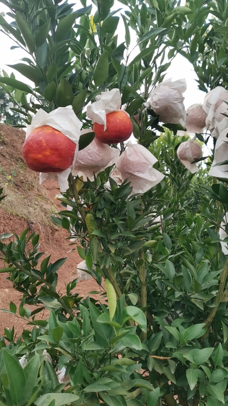 红美人媛红椪柑现货供应产地直发一手货源量大从优