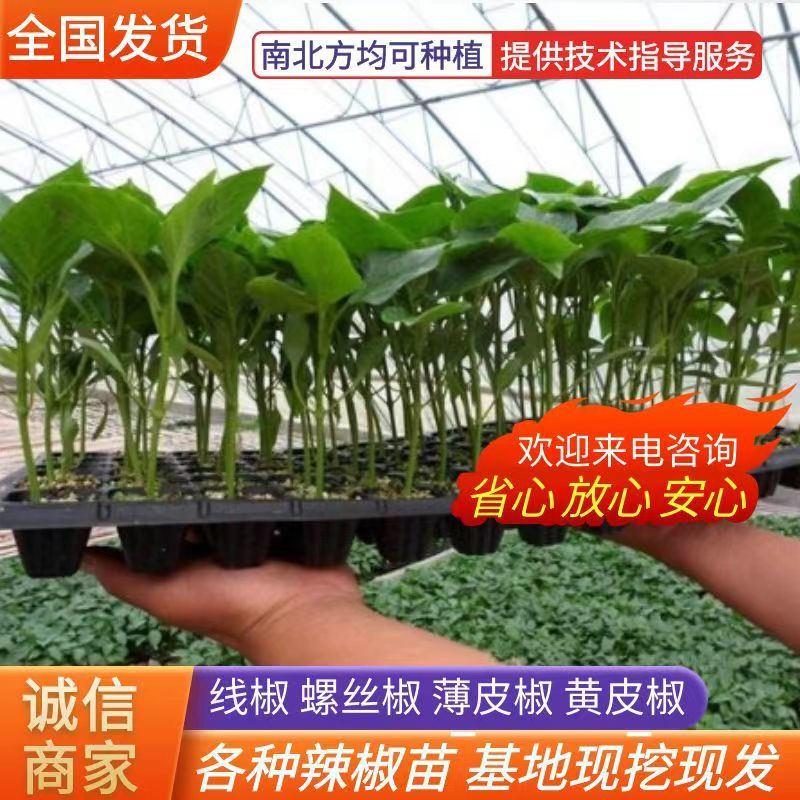 辣椒苗现挖现发尖椒苗螺丝椒苗线椒苗彩椒苗黄皮椒苗邹皮椒苗