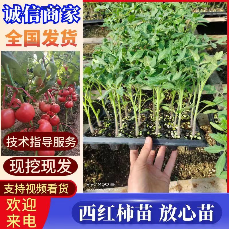 西红柿苗硬粉西红柿苗大红口感番茄苗嫁接实生苗现挖