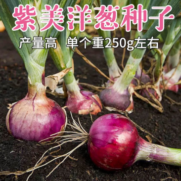 紫美洋葱种子辣少味甜紫圆葱种孑早熟300克水果洋葱
