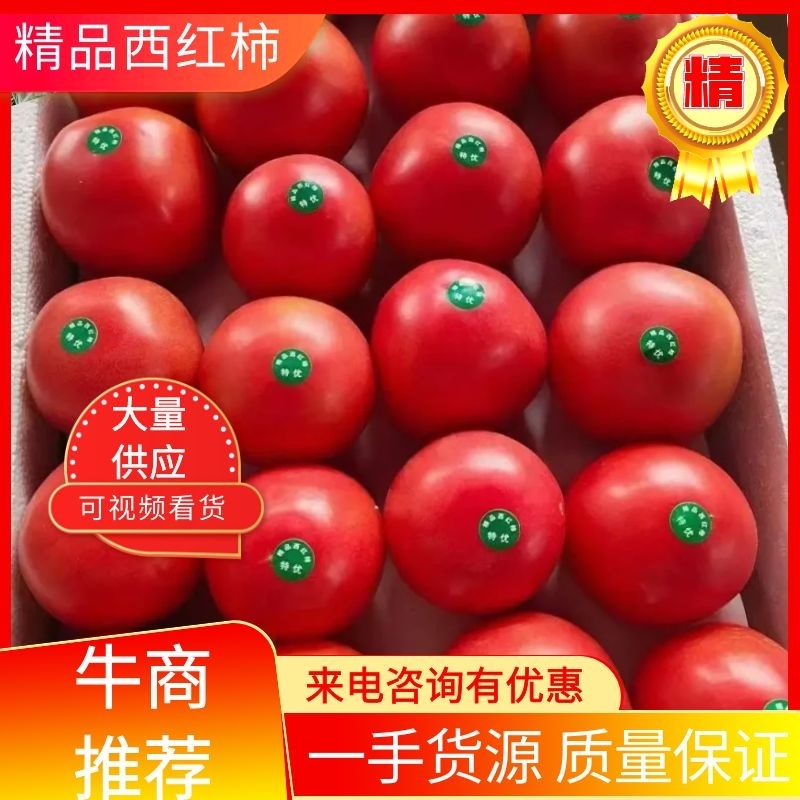 河北西红柿硬粉西红柿规格齐全货源足对接大型批发商欢迎致电