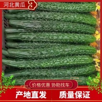 河北黄瓜-密刺黄瓜基地一手货源价格优惠诚信经营欢迎来电