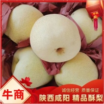陕西纸袋酥梨大量有货规格多样，欢迎客户前来订购