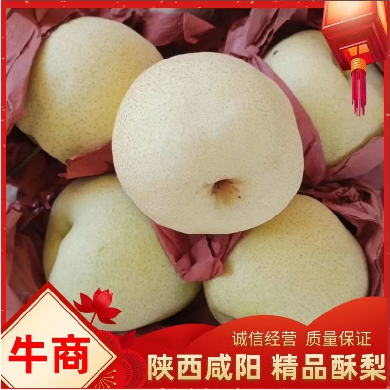 陕西纸袋酥梨大量有货规格多样，欢迎客户前来订购
