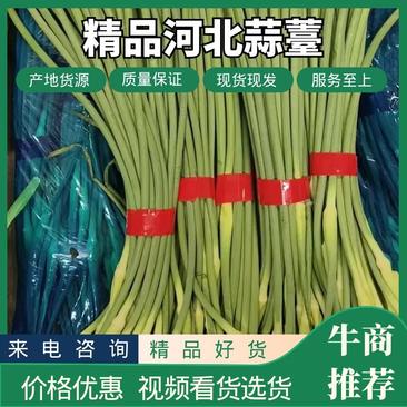 精品蒜薹，质优价廉，产地供应，视频看货，欢迎来电咨询