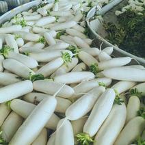 【热卖】湖北白萝卜产地直发品质保证对接全国市场