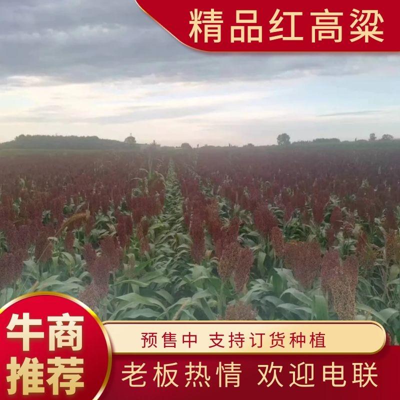 【预售】黑龙江高粱24年可定货种植基地规模大，实力强