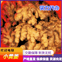 贵州小黄姜货源充足，保质保量，诚信第一全国发货