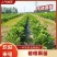 碧根果苗育苗袋山核桃苗质量保证品种纯正提供技术指导
