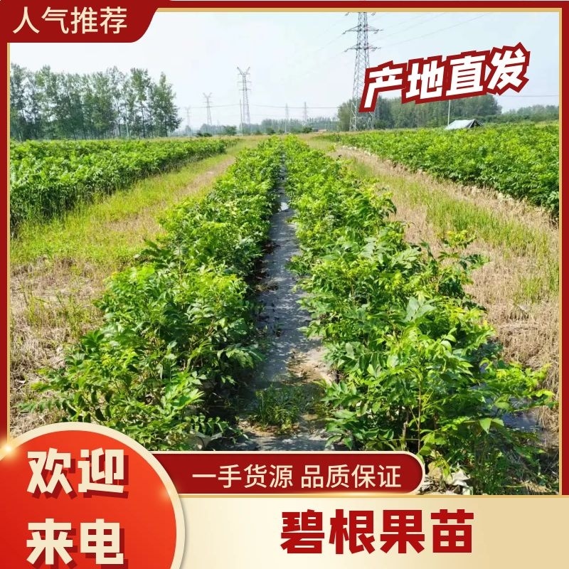 碧根果苗育苗袋山核桃苗质量保证品种纯正提供技术指导