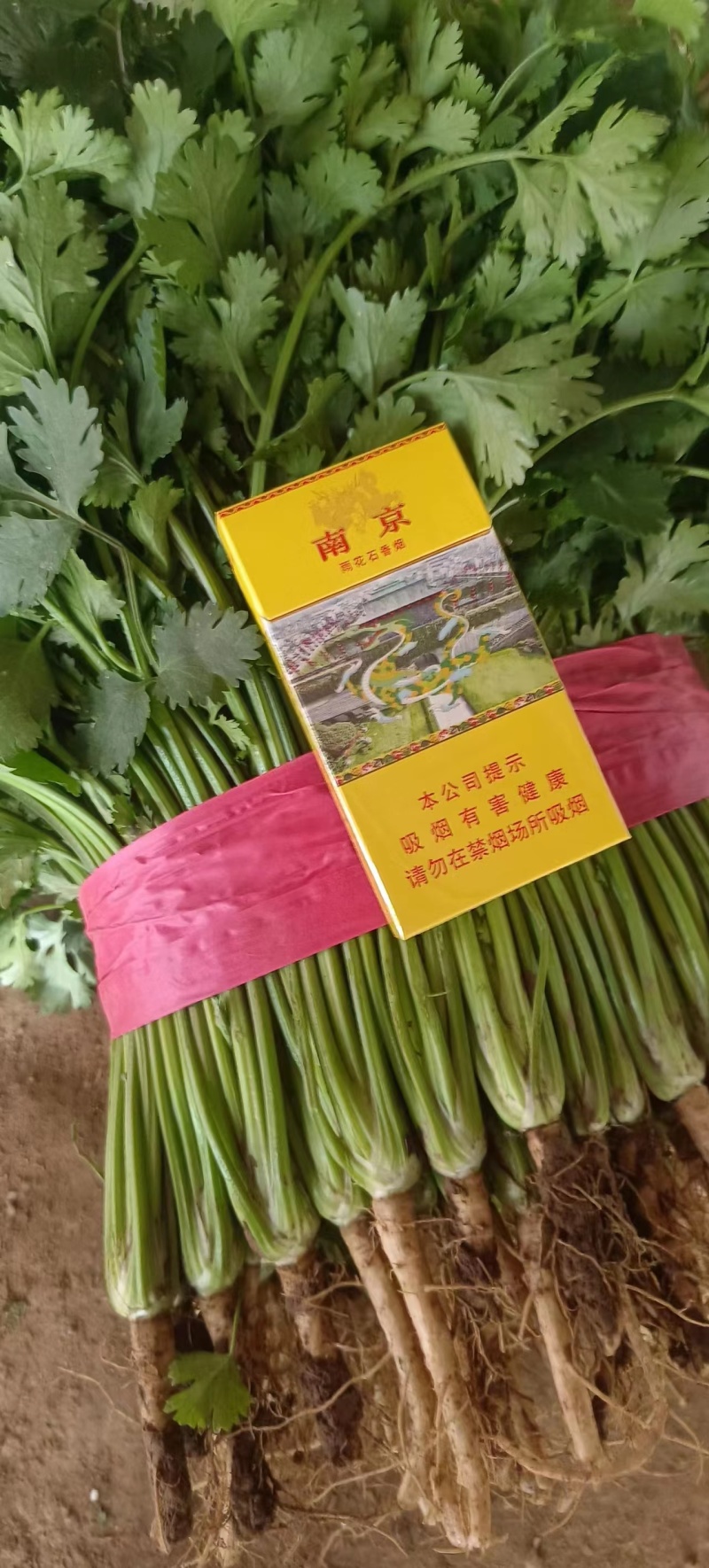 精选山东大叶香菜大量供应一手货源提供一条龙服务