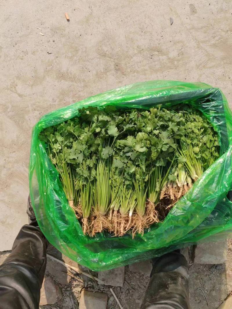 精选山东大叶香菜大量供应一手货源提供一条龙服务