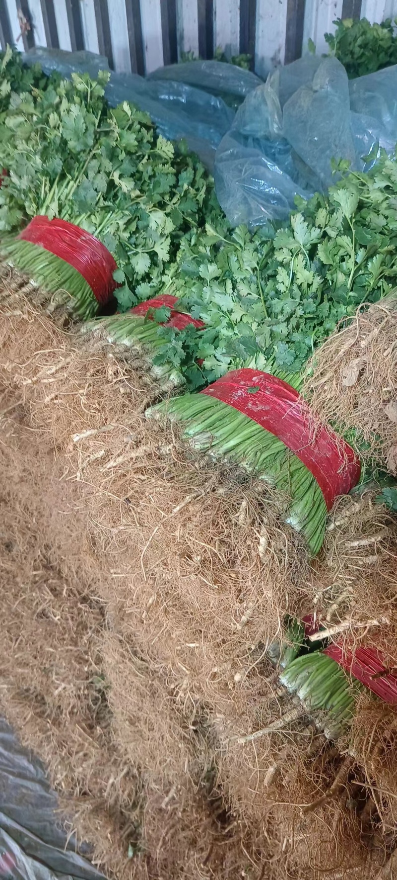 精选山东大叶香菜大量供应一手货源提供一条龙服务