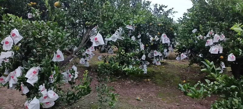 现货【一件代发】四川产地春见耙耙柑当季时令新鲜水果