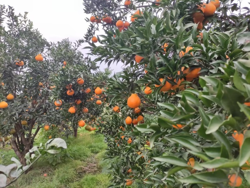 现货【一件代发】四川产地春见耙耙柑当季时令新鲜水果