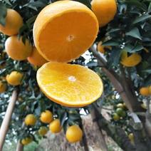 现货【一件代发】四川眉山产地爱媛橙当季时令新鲜水果