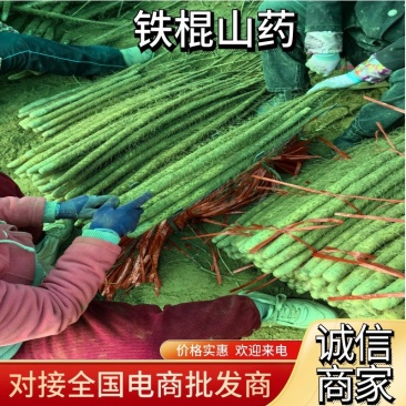 山药铁棍山药产地基地直发广东广西长期货源现货