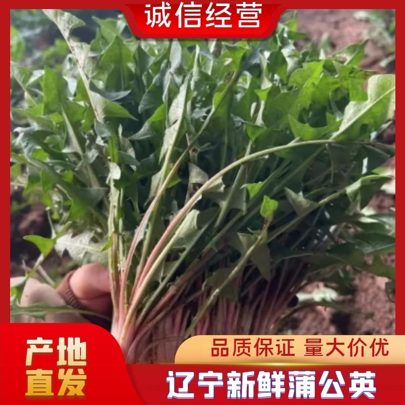 【回头客多】蒲公英辽宁野菜新鲜蒲公英支持视频看货