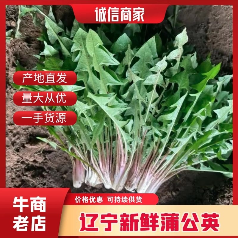【新鲜货源】蒲公英辽宁蒲公英量大从优，产地直发欢迎选购